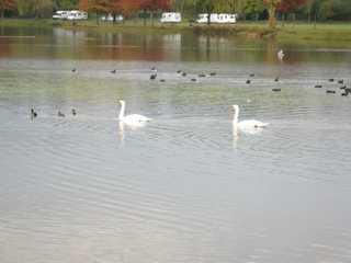 aire de Chalonne sur loire