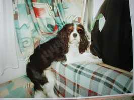 images installation radar de recul